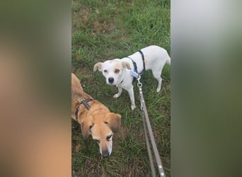 Wendy ca. 2-3 Jahre alt geimpft gechipt kastriert 97711