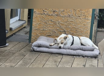Wendy ca. 2-3 Jahre alt geimpft gechipt kastriert 97711