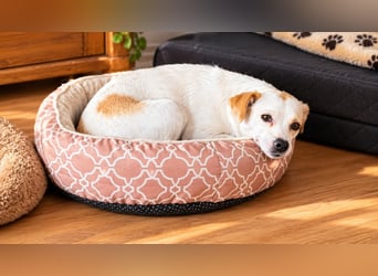 Wendy ca. 2-3 Jahre alt geimpft gechipt kastriert 97711