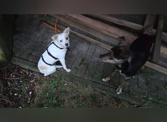 Wendy ca. 2-3 Jahre alt geimpft gechipt kastriert 97711