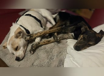 Wendy ca. 2-3 Jahre alt geimpft gechipt kastriert 97711