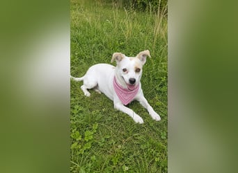 Wendy ca. 2-3 Jahre alt geimpft gechipt kastriert 97711