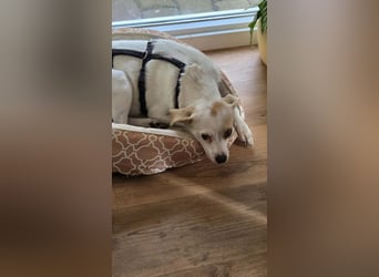 Wendy ca. 2-3 Jahre alt geimpft gechipt kastriert 97711