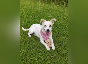 Wendy ca. 2-3 Jahre alt geimpft gechipt kastriert 97711