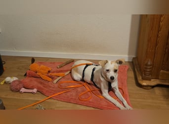 Wendy ca. 2-3 Jahre alt geimpft gechipt kastriert 97711