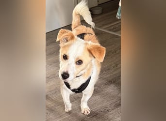 Bailey - kleiner Kerl großes Herz - Pflegestelle Krefeld