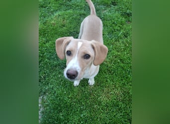 Gracie sucht dich