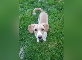 Gracie sucht dich