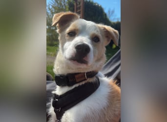 Bailey - kleiner Kerl großes Herz - Pflegestelle Krefeld