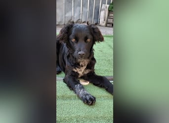 Suzy kleine schwarze Schönheit