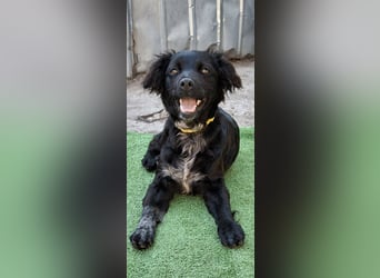 Suzy kleine schwarze Schönheit