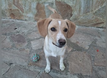 Gracie sucht dich