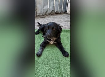 Suzy kleine schwarze Schönheit