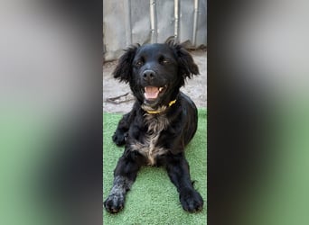Suzy kleine schwarze Schönheit