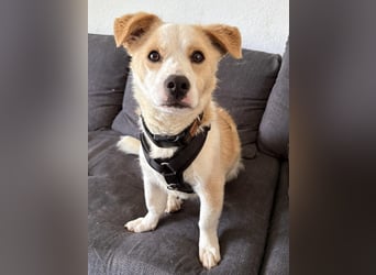 Bailey - kleiner Kerl großes Herz - Pflegestelle Krefeld