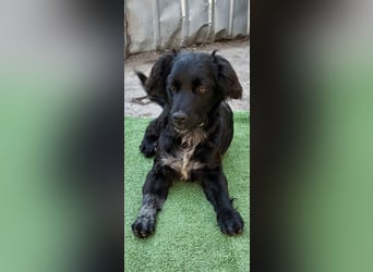 Suzy kleine schwarze Schönheit