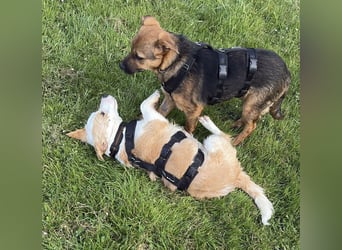 Bailey - kleiner Kerl großes Herz - Pflegestelle Krefeld