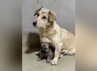 UMI - sanfte, bezaubernde Hündin sucht ihre Familie