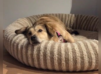 UMI - sanfte, bezaubernde Hündin sucht ihre Familie