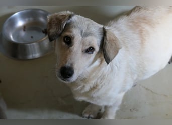 UMI - sanfte, bezaubernde Hündin sucht ihre Familie