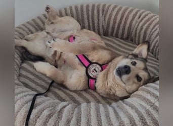 UMI - sanfte, bezaubernde Hündin sucht ihre Familie