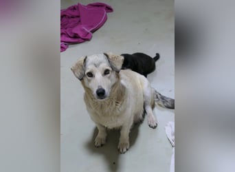 UMI - sanfte, bezaubernde Hündin sucht ihre Familie