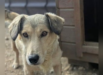 UMI - sanfte, bezaubernde Hündin sucht ihre Familie