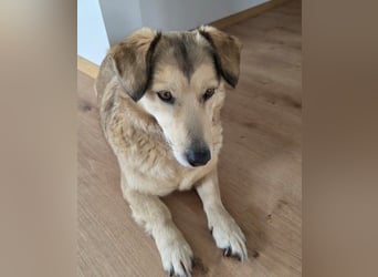 UMI - sanfte, bezaubernde Hündin sucht ihre Familie