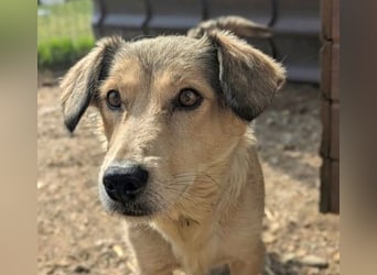 UMI - sanfte, bezaubernde Hündin sucht ihre Familie