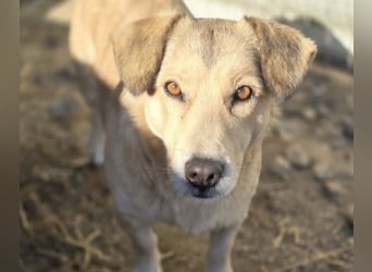 UMI - sanfte, bezaubernde Hündin sucht ihre Familie