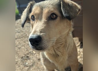 UMI - sanfte, bezaubernde Hündin sucht ihre Familie