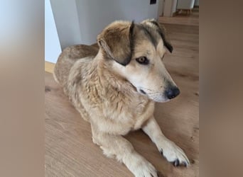 UMI - sanfte, bezaubernde Hündin sucht ihre Familie