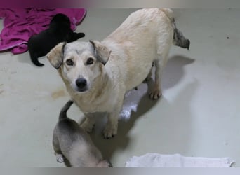 UMI - sanfte, bezaubernde Hündin sucht ihre Familie