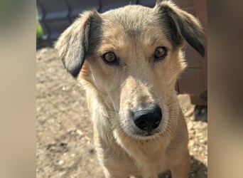 UMI - sanfte, bezaubernde Hündin sucht ihre Familie