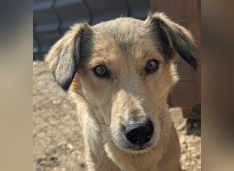 UMI - sanfte, bezaubernde Hündin sucht ihre Familie