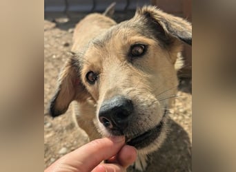 UMI - sanfte, bezaubernde Hündin sucht ihre Familie