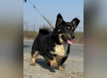 Rüdiger - unser kleiner Witzbold auf kurzen Beinchen