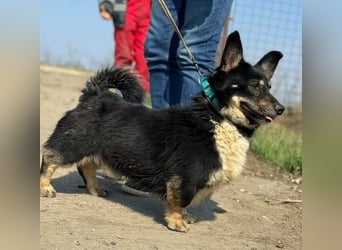 Rüdiger - unser kleiner Witzbold auf kurzen Beinchen