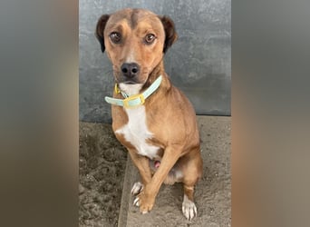 Falk, geb. ca. 02/2024, lebt in GRIECHENLAND, auf einer privaten Pflegestelle