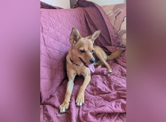 Speedy – wer hat eigentlich diese Ohren bestellt? ❤️