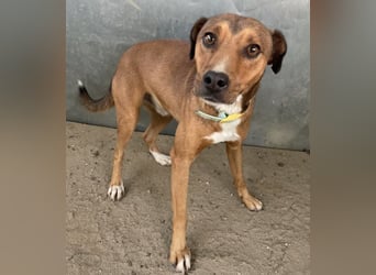 Falk, geb. ca. 02/2024, lebt in GRIECHENLAND, auf einer privaten Pflegestelle