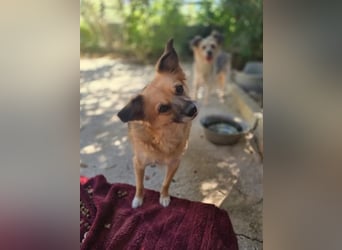 Bella – eine vorsichtige kleine Hündin 
