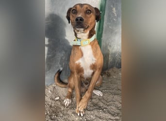 Falk, geb. ca. 02/2024, lebt in GRIECHENLAND, auf einer privaten Pflegestelle