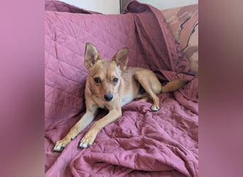 Speedy – wer hat eigentlich diese Ohren bestellt? ❤️