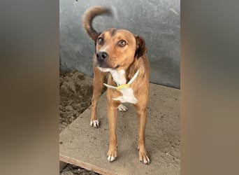 Falk, geb. ca. 02/2024, lebt in GRIECHENLAND, auf einer privaten Pflegestelle