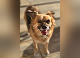 Polly – kleine, schlaue Menschenfreundin ❤️