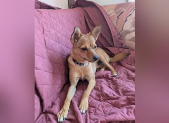 Speedy – wer hat eigentlich diese Ohren bestellt? ❤️