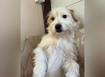 Muzie – freundlich, aufgeschlossen, möchte gefallen 