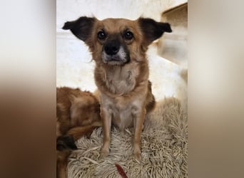 Polly – kleine, schlaue Menschenfreundin ❤️