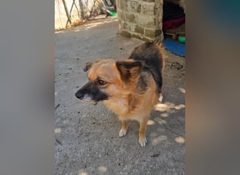 Polly – kleine, schlaue Menschenfreundin ❤️